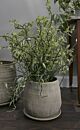 Holt Pot