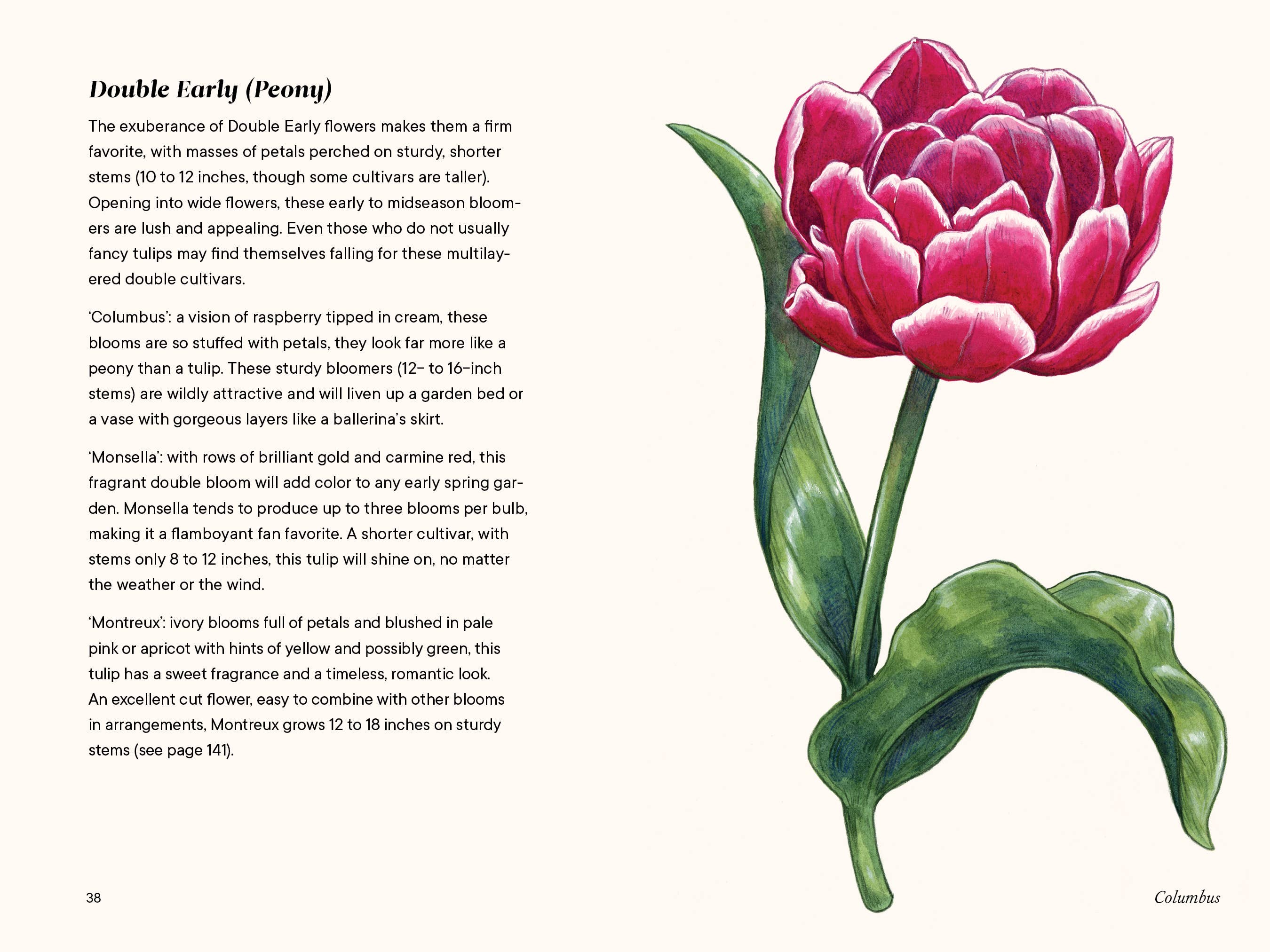 A Little Book of Flowers: Tulips