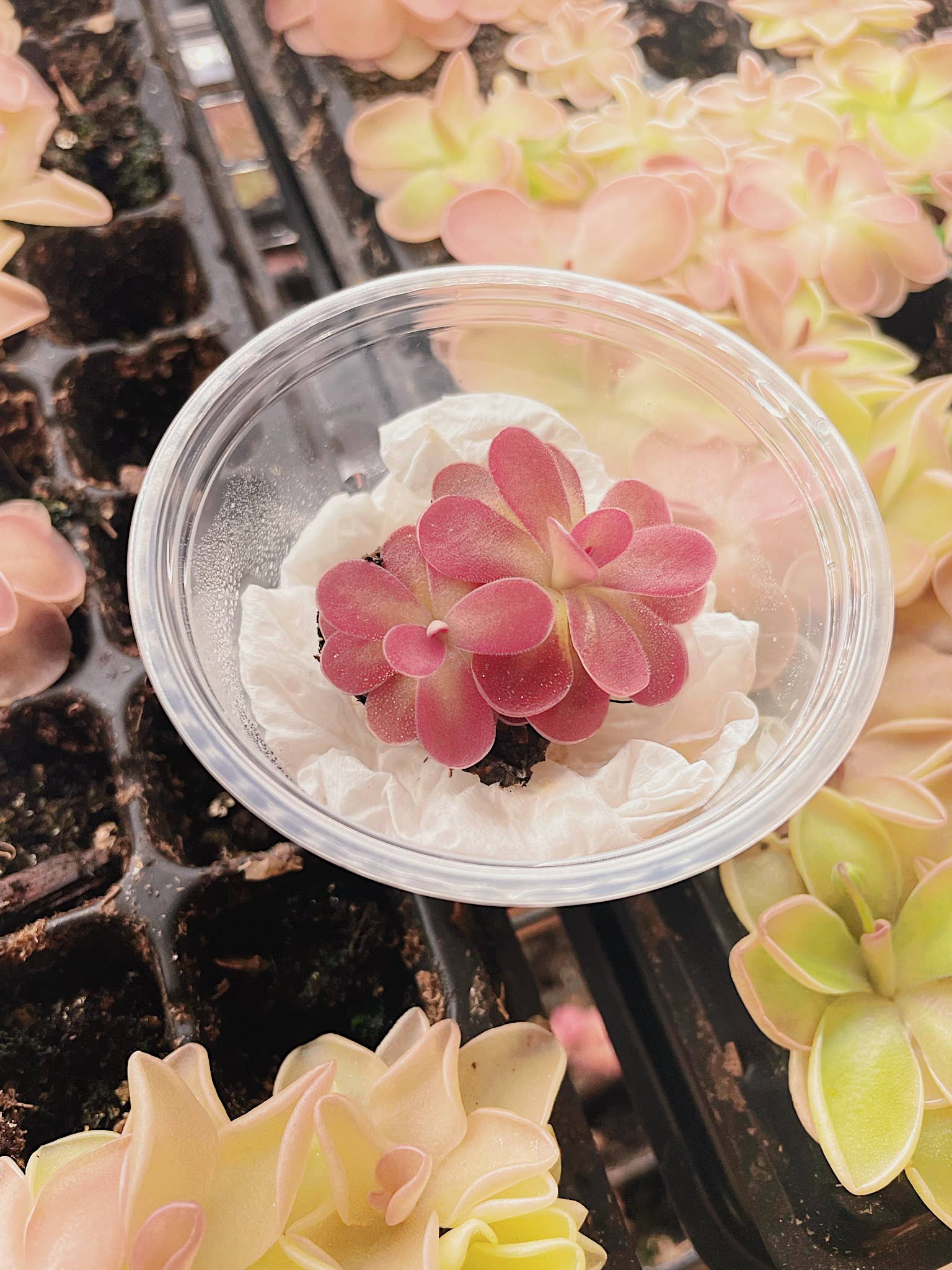Pinguicula (Butterwort) Carnivorous Plant Bundle