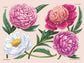 A Little Book of Flowers: Peonies