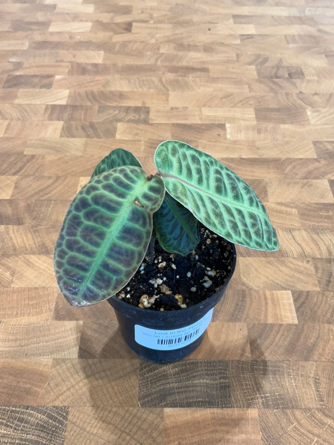 Ardisia sp. Turtle Back