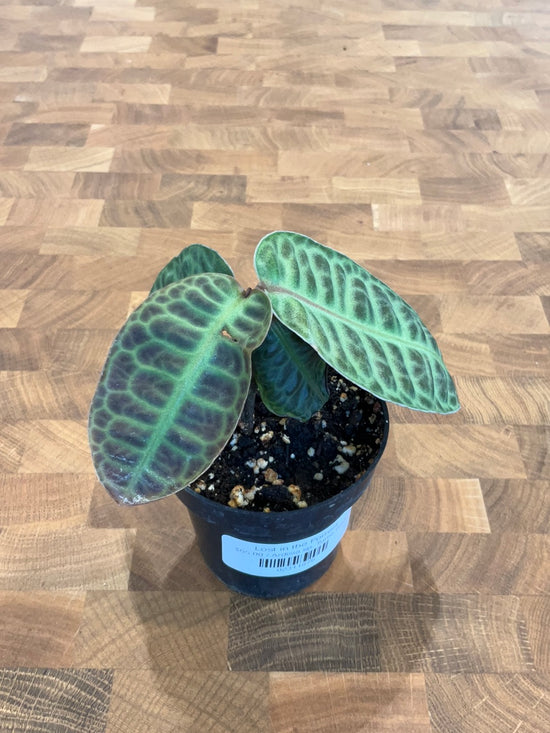 Ardisia sp. Turtle Back