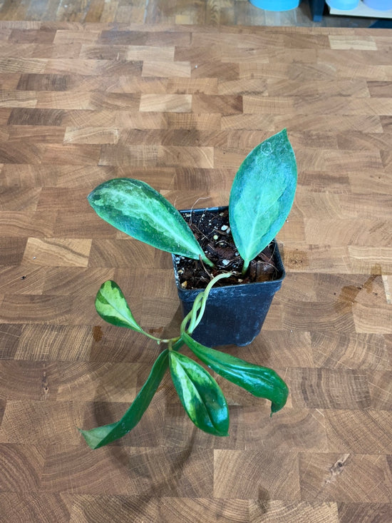 Hoya Incrassata &