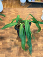 Anthurium Pallidiflorum