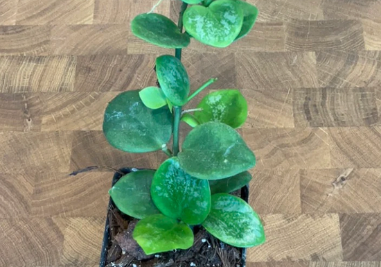 Hoya Biakensis