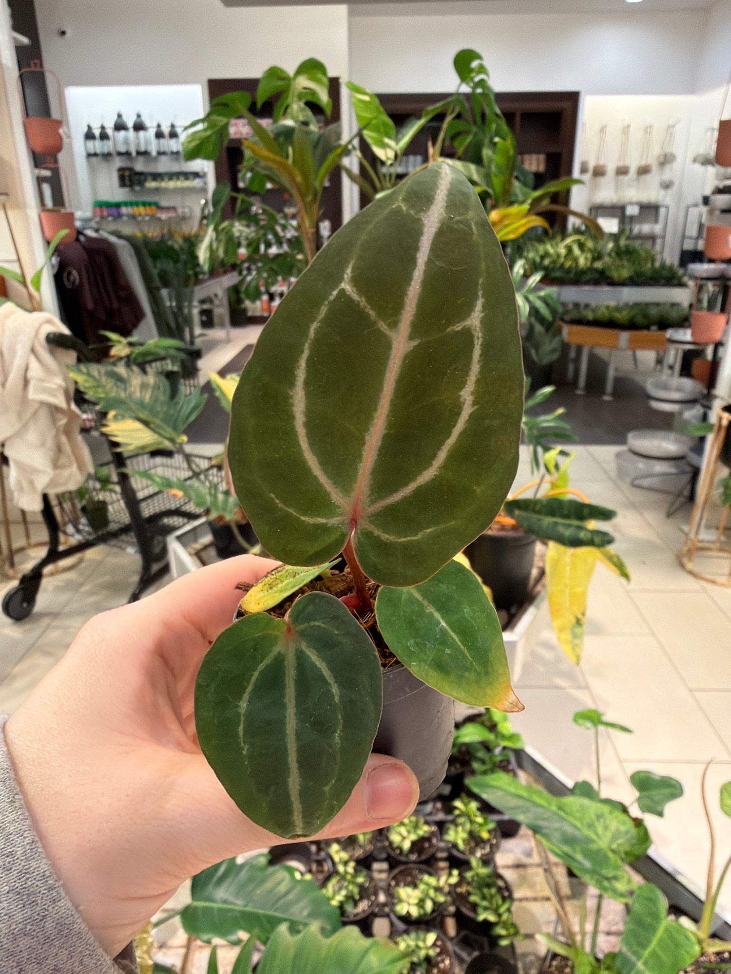 Anthurium Doc Block Hybrid x Blue Velvet Forgetii