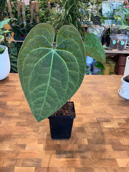 Anthurium Raven Soul