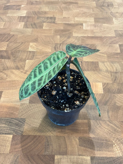 Ardisia sp. Turtle Back