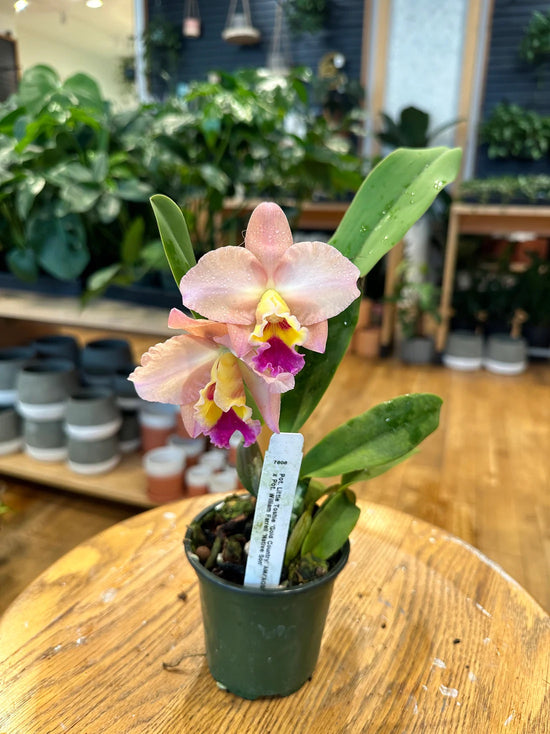 Orchids
