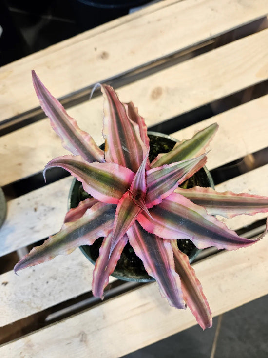 Bromeliads