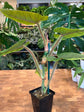 Philodendron Serpens