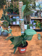 Monstera Peru