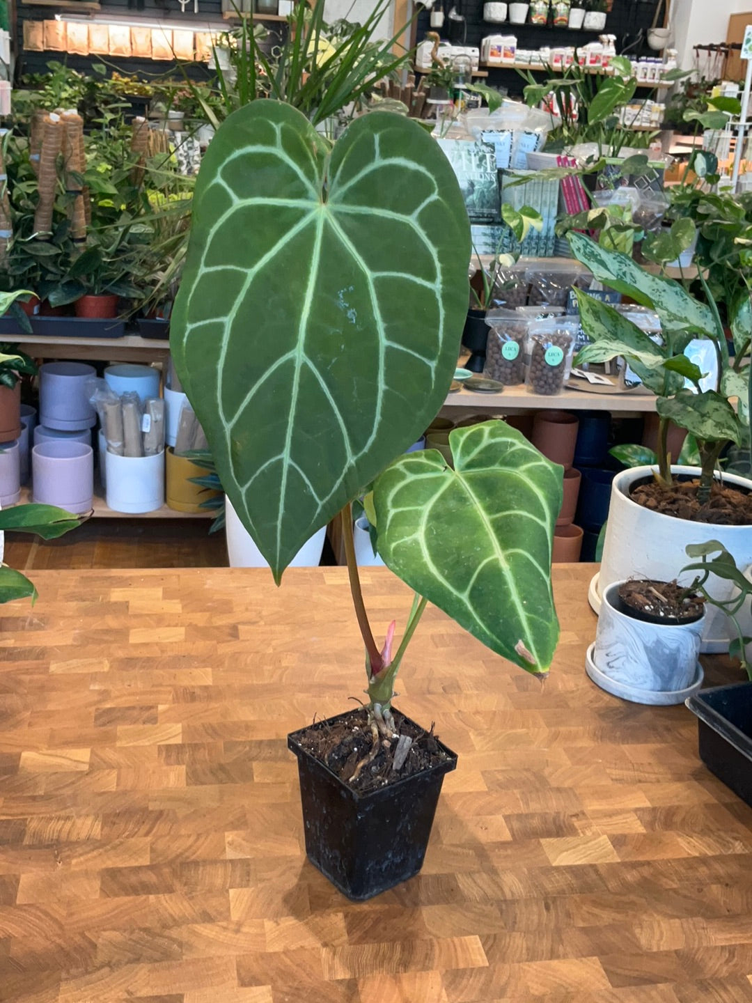 Anthurium Magnificum x &