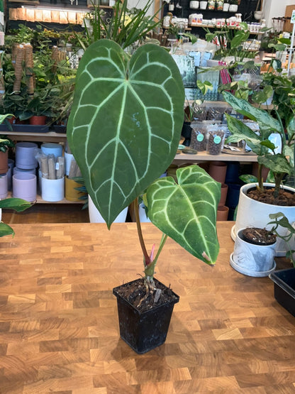 Anthurium Magnificum x &