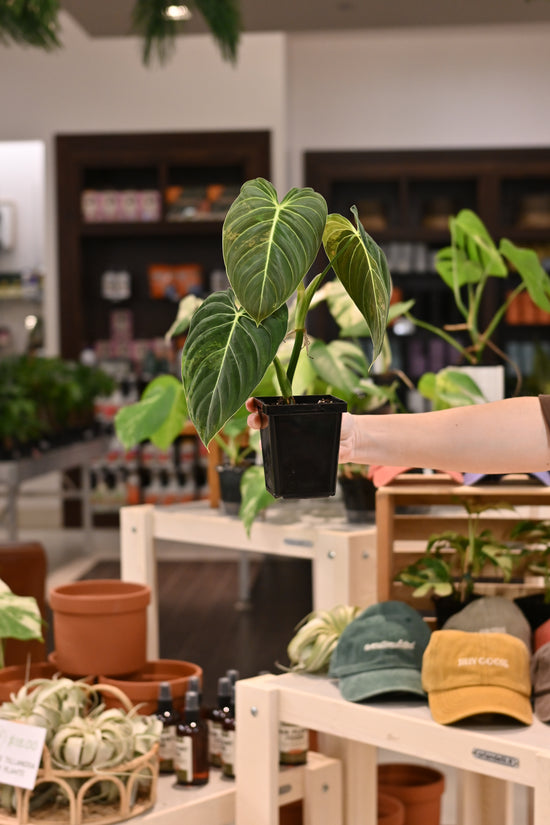 Philodendron Melanochrysum Variegated