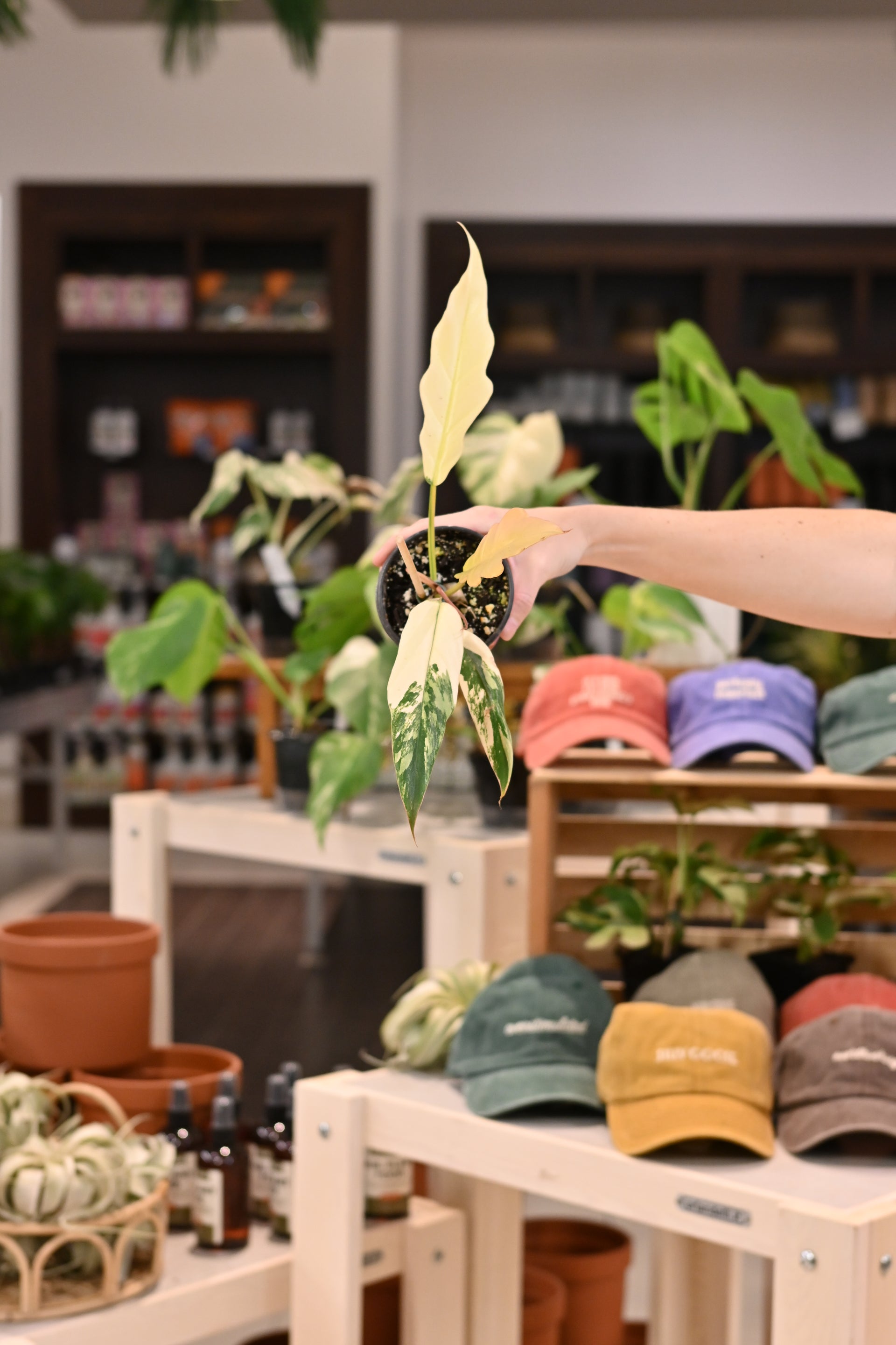 philodendron caramel marble for sale Philodendron Caramel Marble 3"