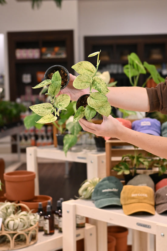 Scindapsus Jade Satin Marble