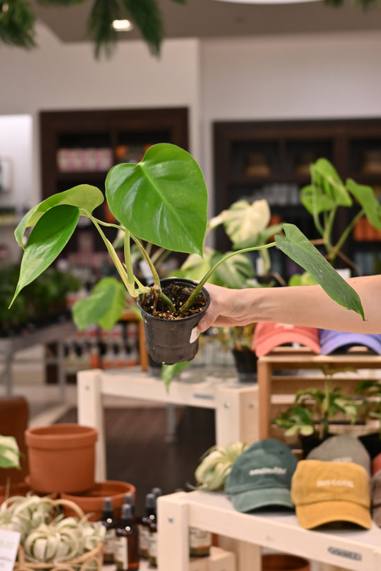 Monstera Sierrana (Hawaiian Clone)