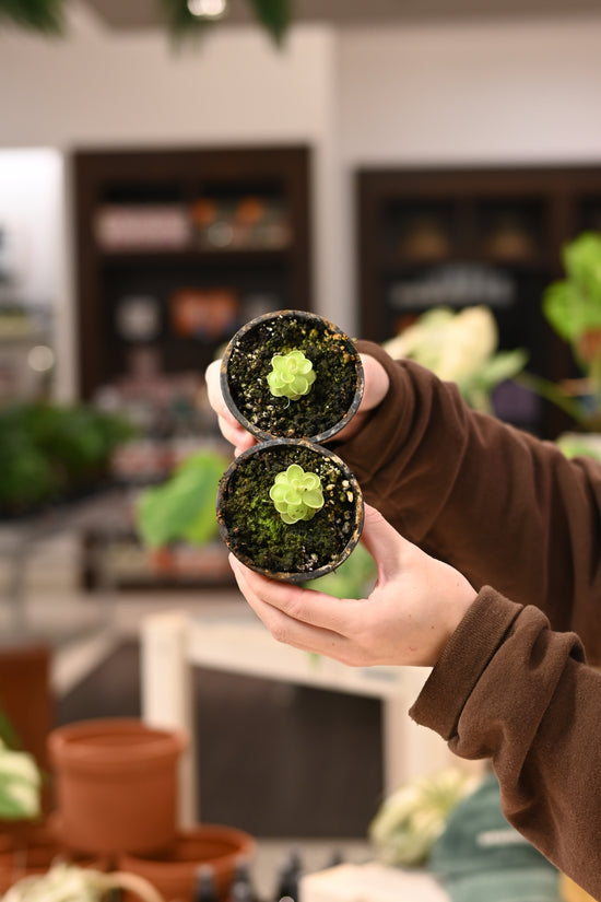 Pinguicula Jaumensis