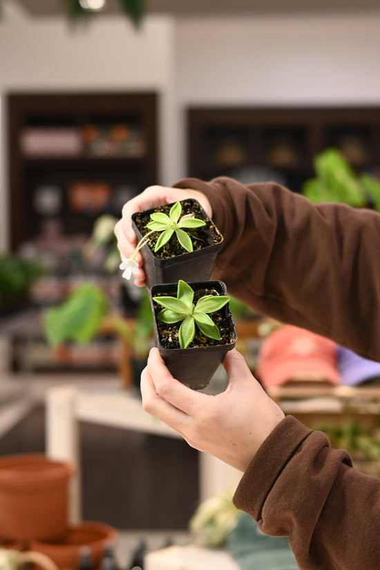 Pinguicula Alba Molango Mexico