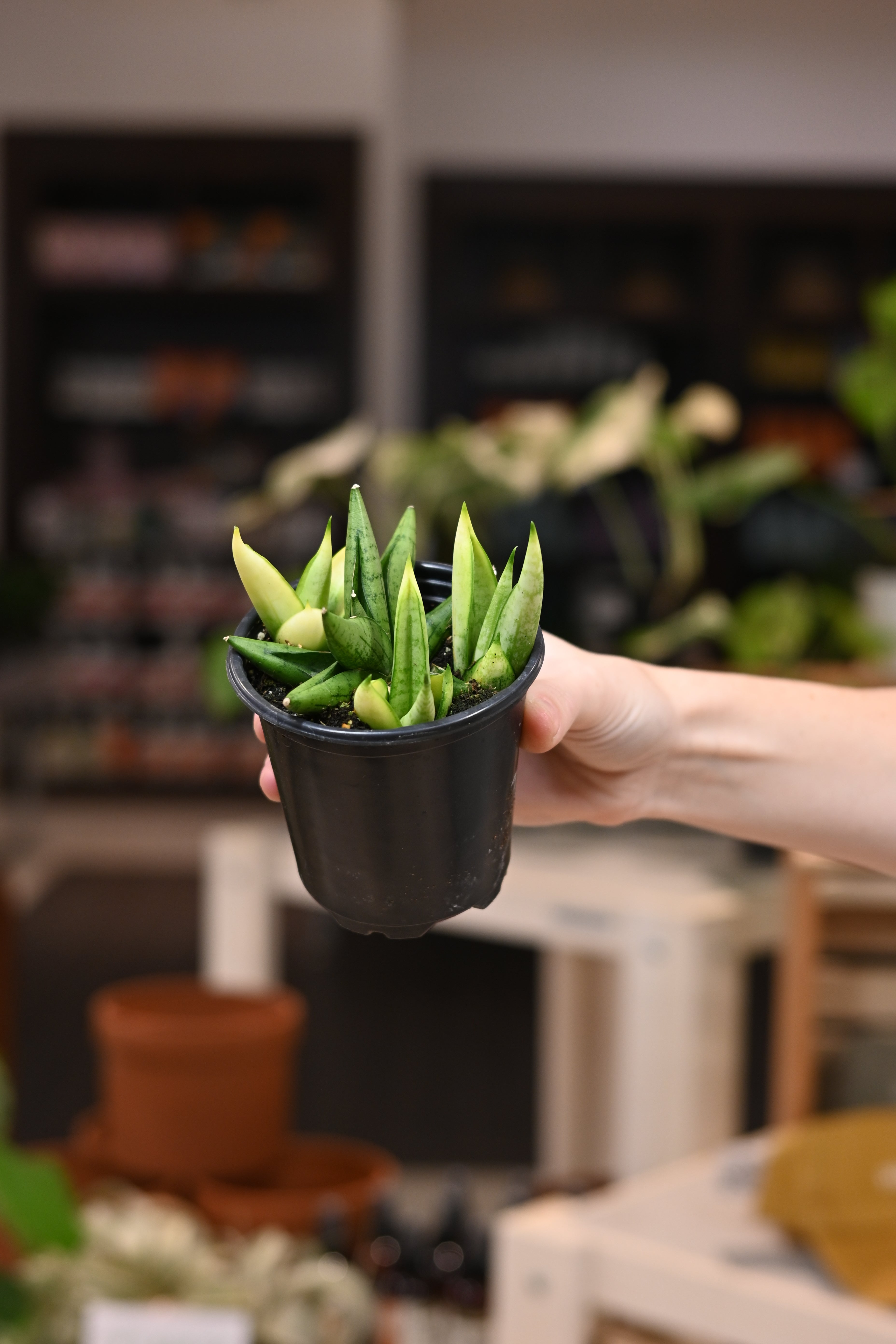 Sansevieria Boncel Swirl
