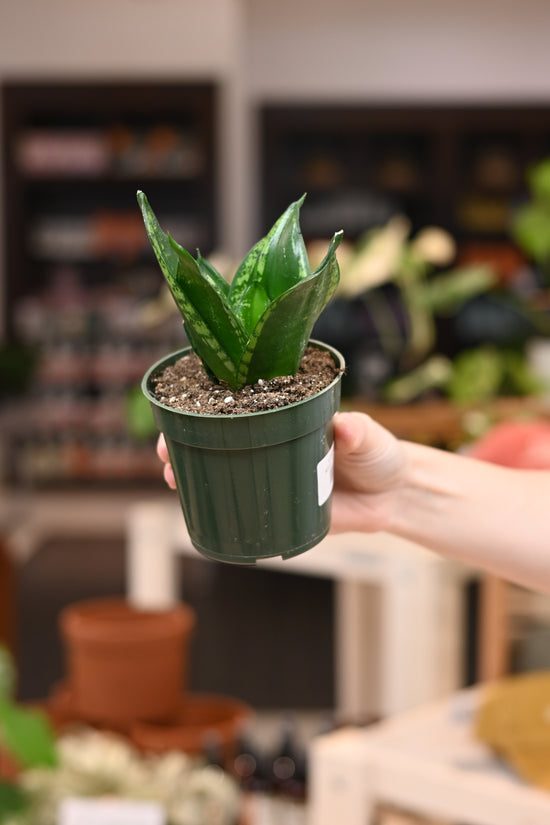 Sansevieria Whitney