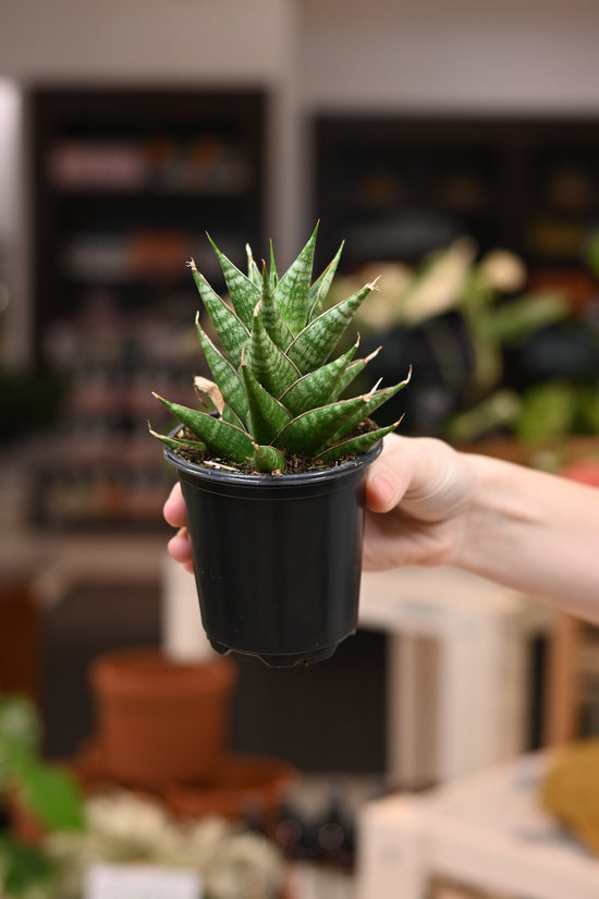 Sansevieria Table Mountain