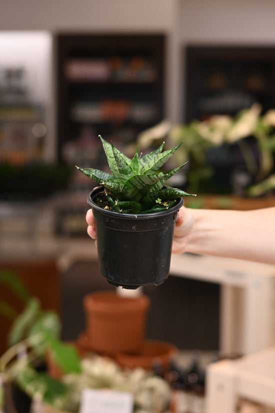 Sansevieria Pagodah Dark