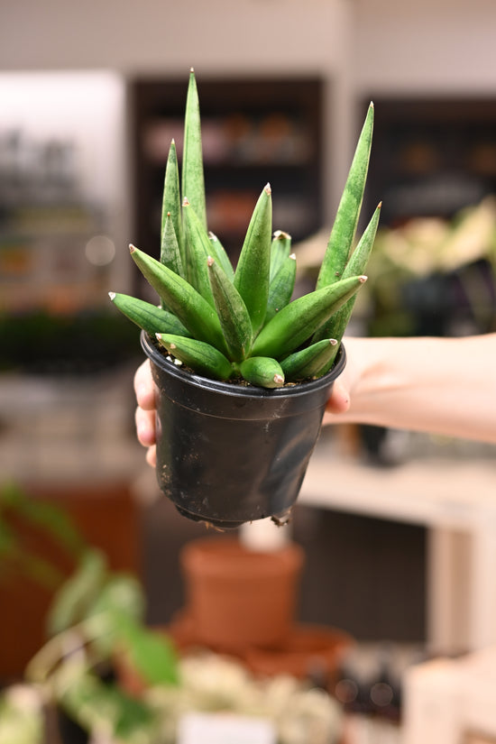 Sansevieria Hedgehog