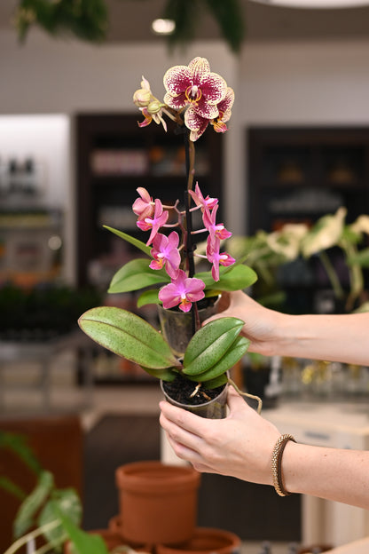 Phalaenopsis Orchid