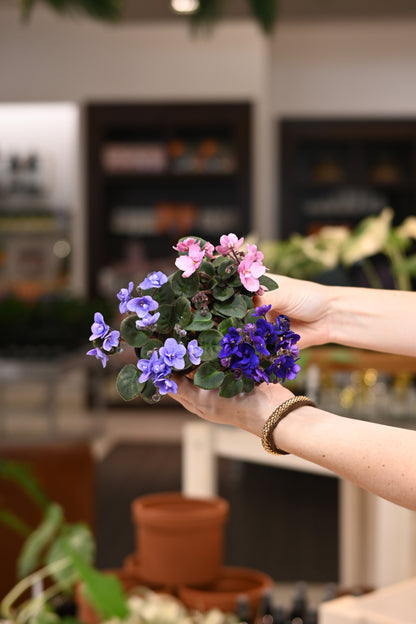 African Violet Assorted