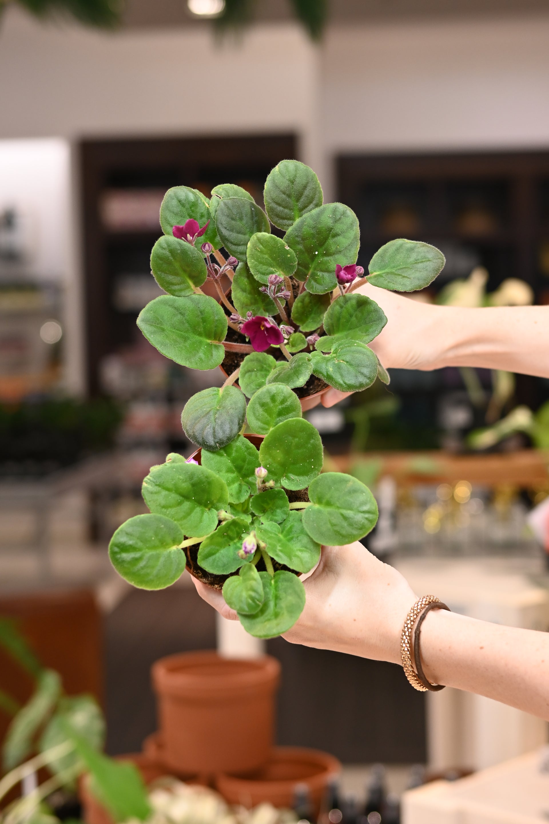 violet house plant African Violet Assorted 2.5"