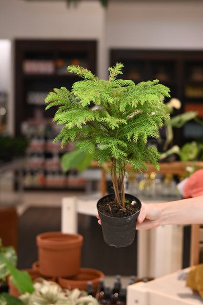 Norfolk Island Pine