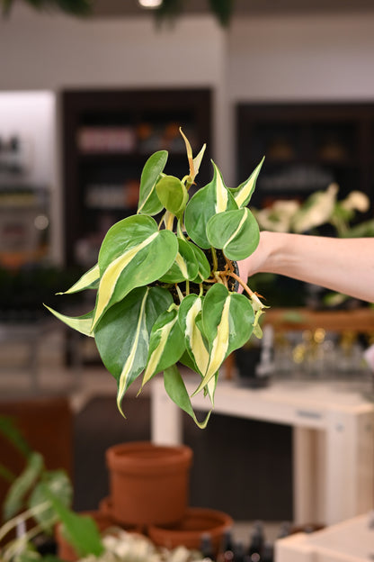 philodendron brasil vs silver stripe Philodendron Silver Stripe – Lost in the Forrest