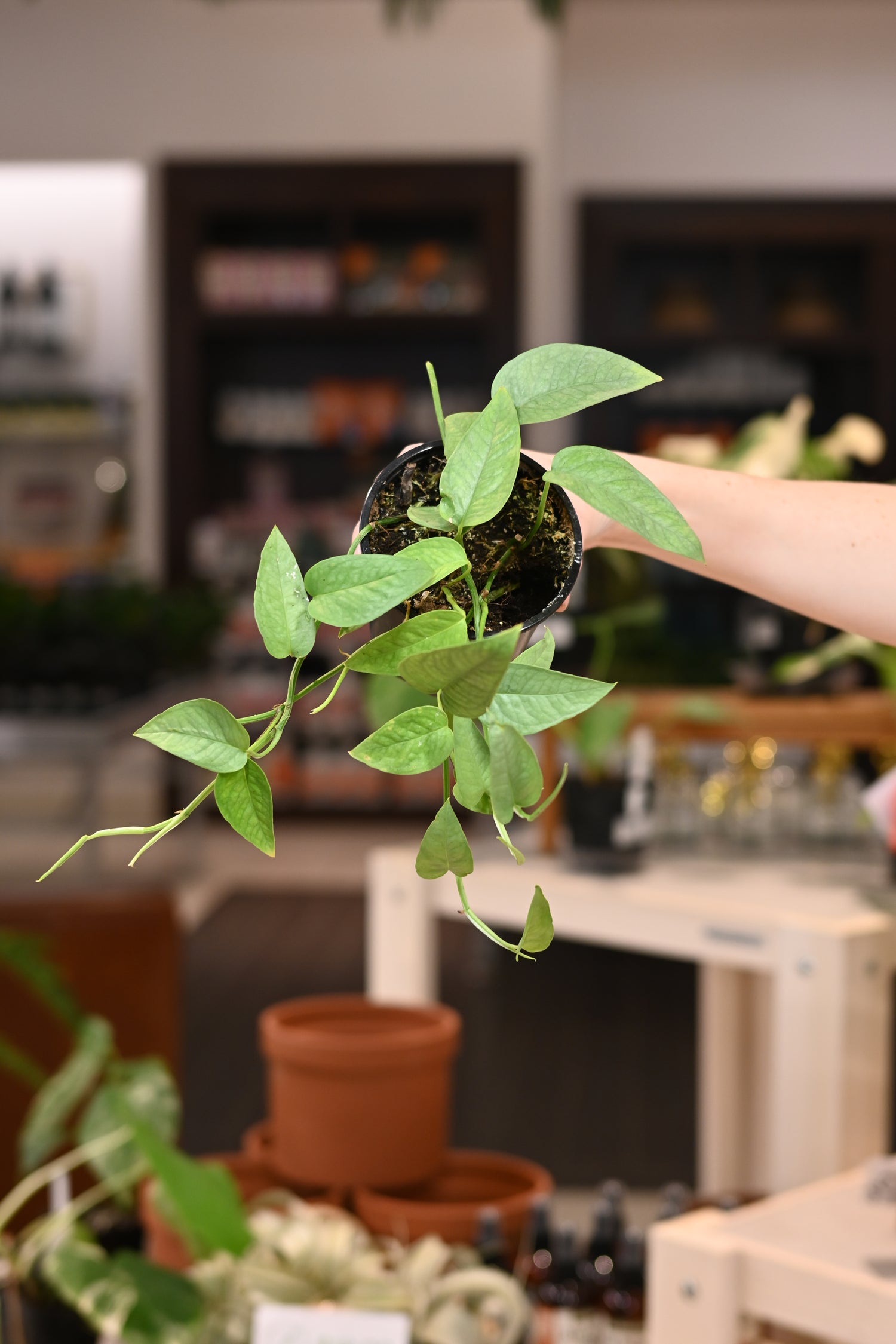 sea blue pothos Pothos 'Cebu Blue' 4"