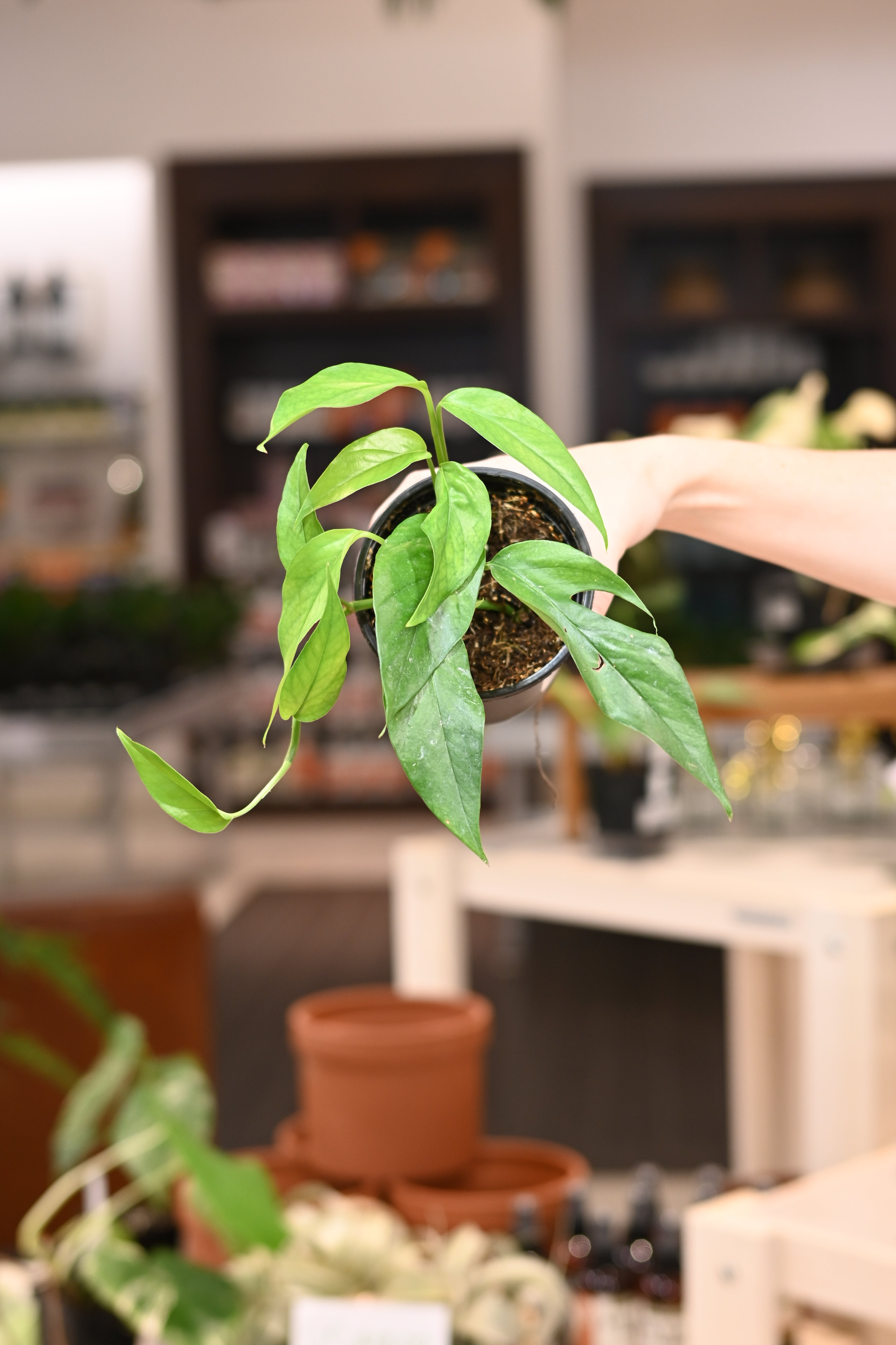 Epipremnum Baltic Blue