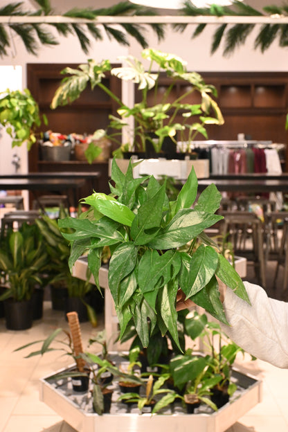 Epipremnum Baltic Blue