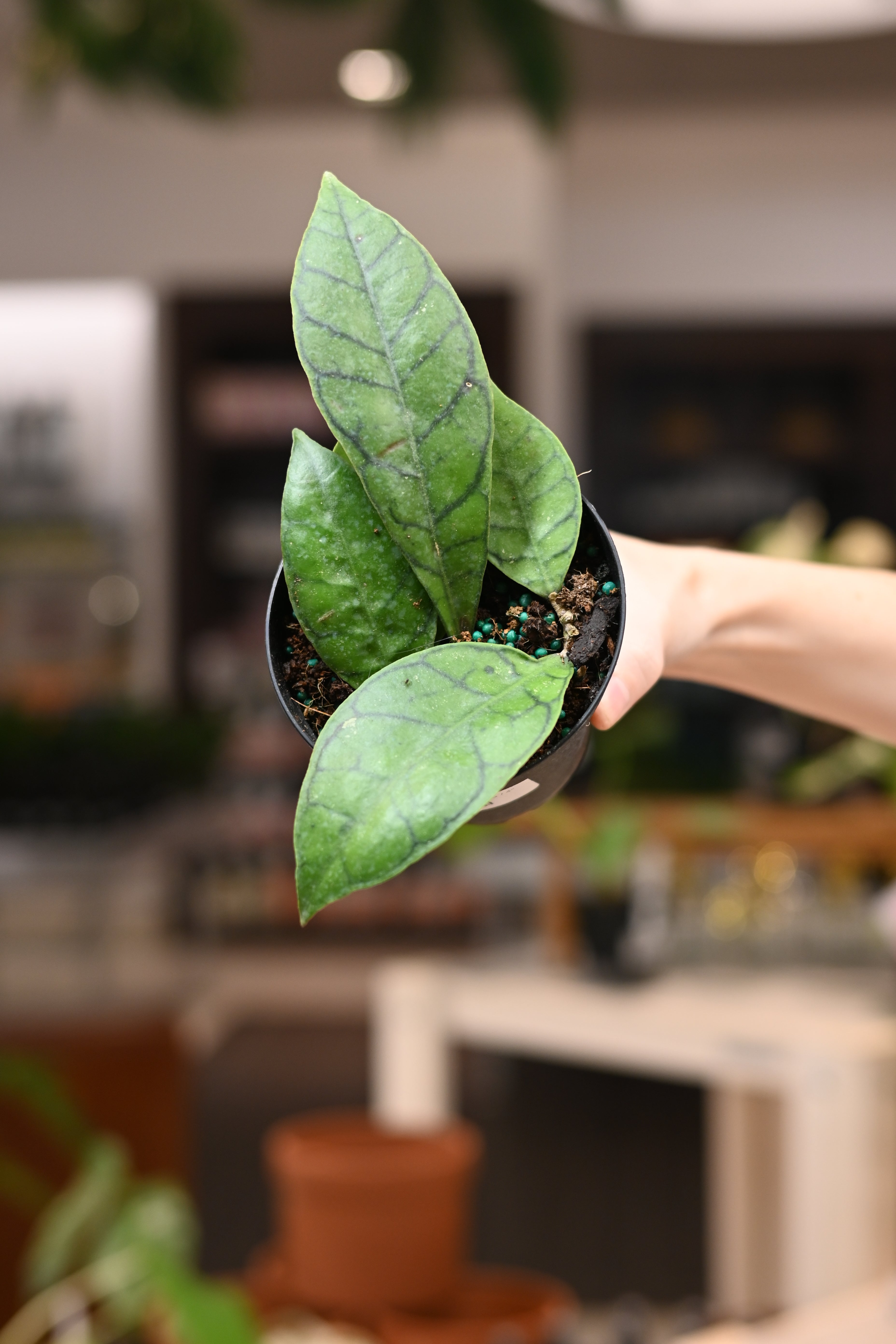 Hoya Callistophylla – Lost in the Forrest