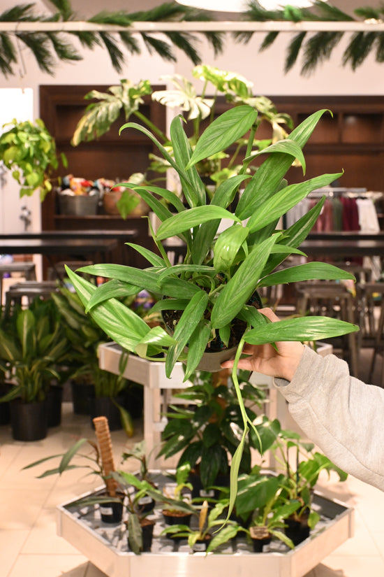 Epipremnum Amplissium Silver