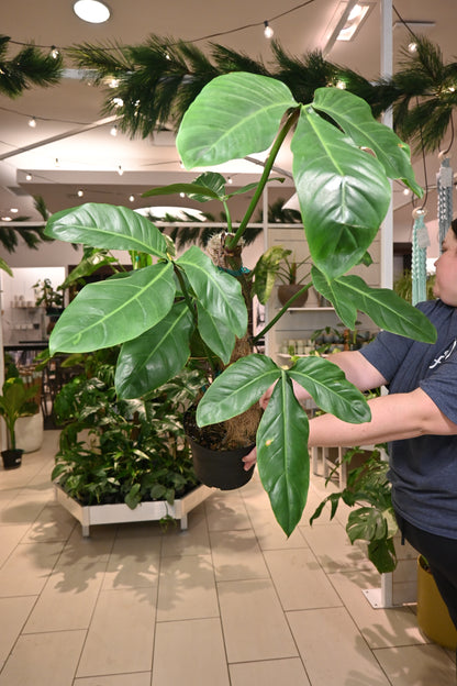 Philodendron Tripartitum