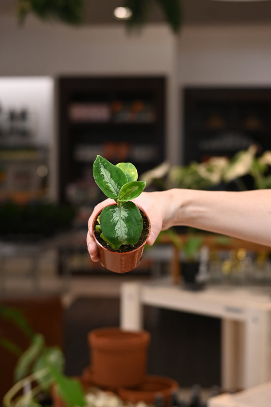 Aglaonema Pictum Peacock