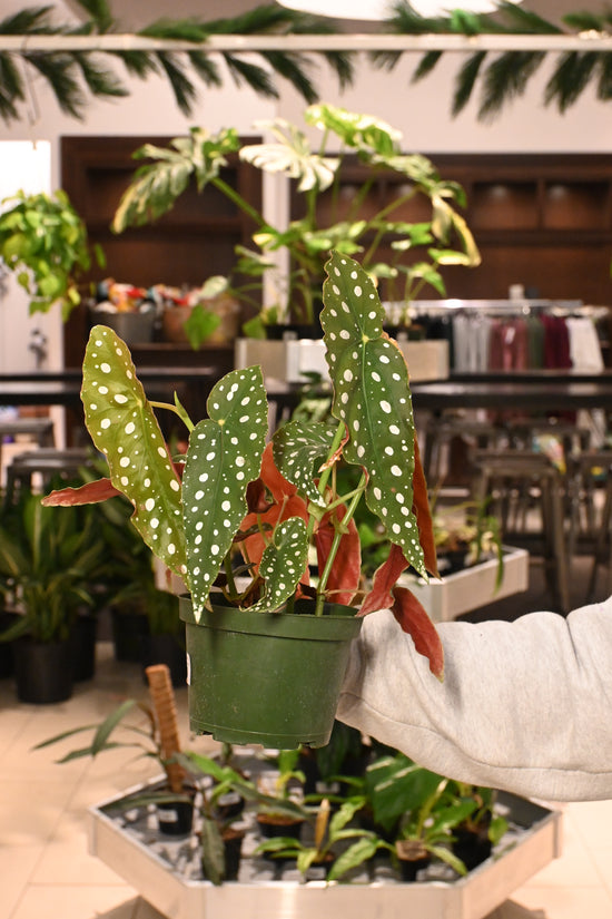 Begonia Maculata