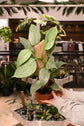 Philodendron Silver Sword