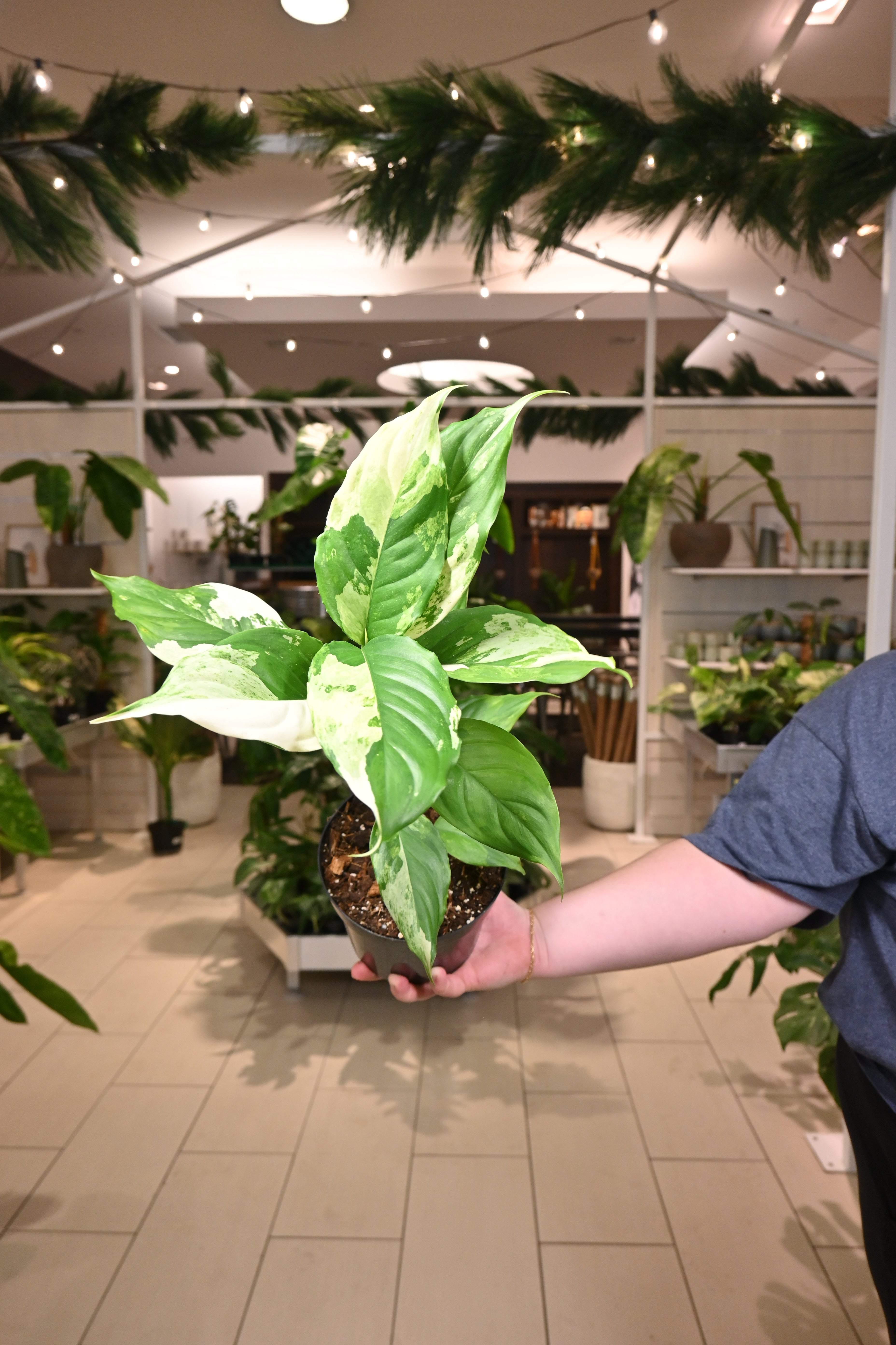 Aglaonema modestum &