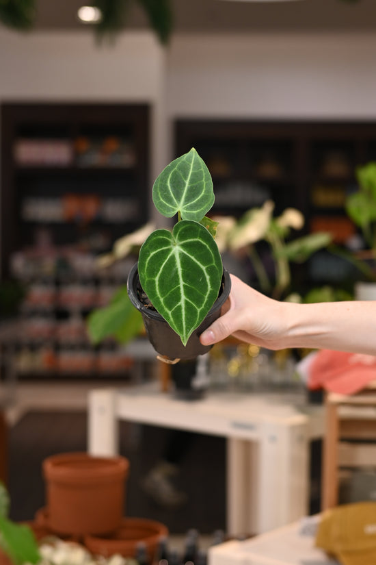 Anthurium Clarinervium