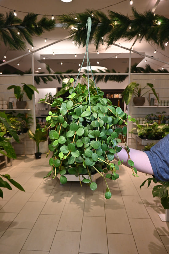 Peperomia Hope