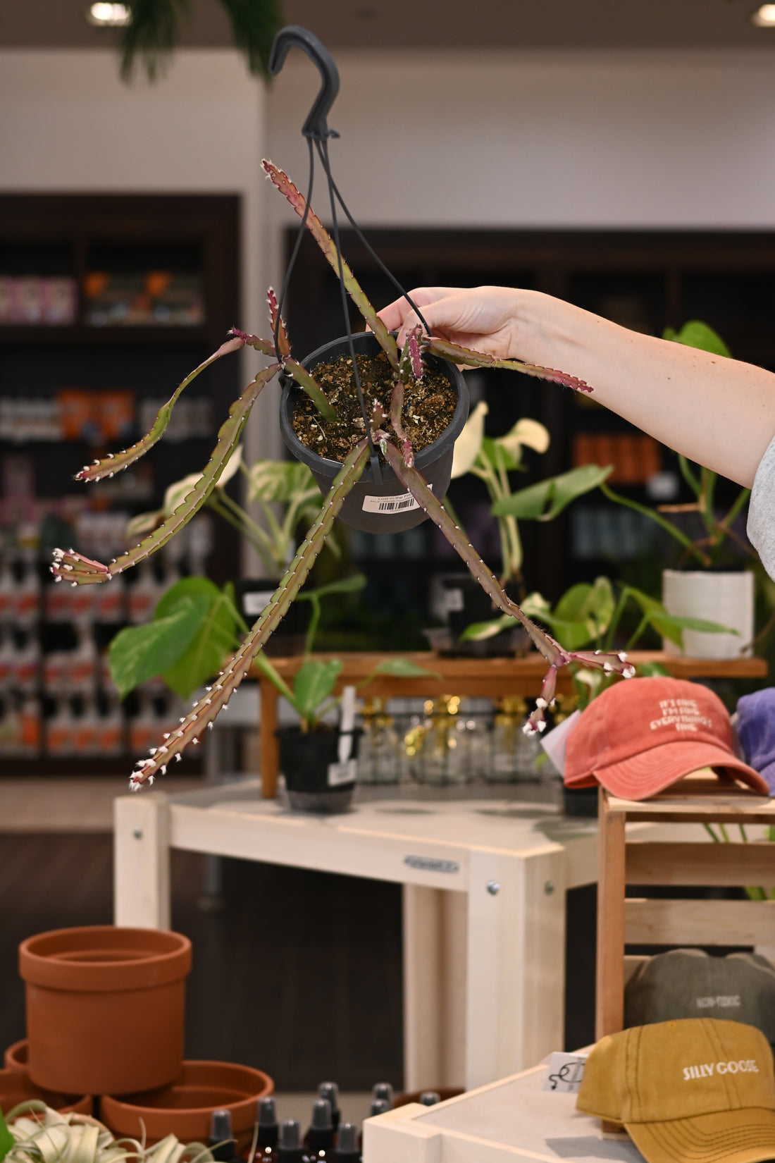 Rhipsalis Pseurorhipsalis