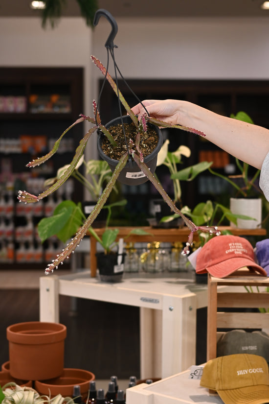 Rhipsalis Pseurorhipsalis