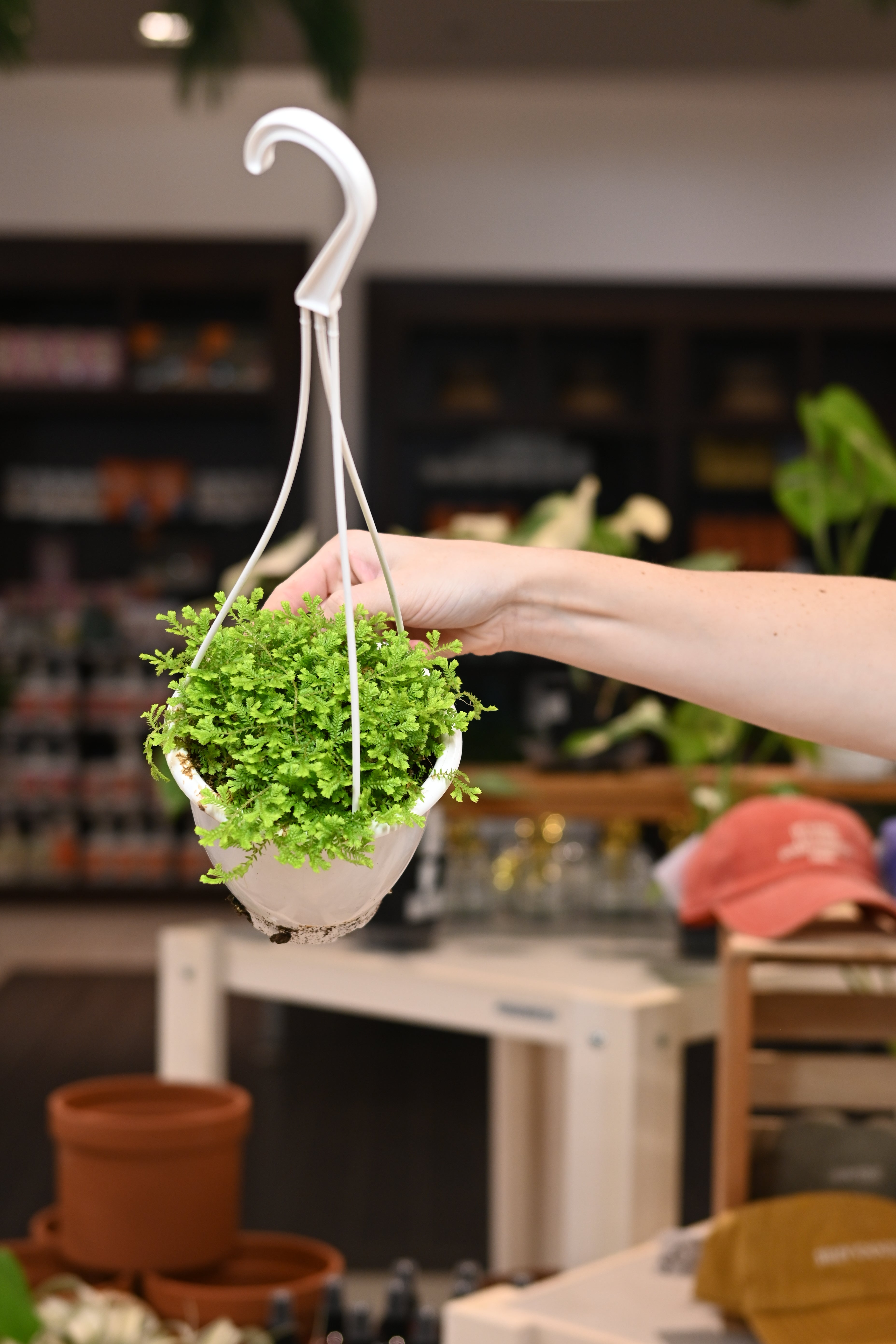 Club Moss