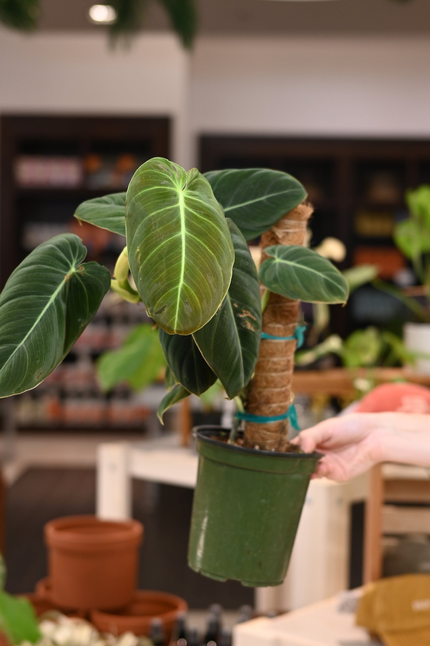 philodendron melanochrysum precio Philodendron Melanochrysum